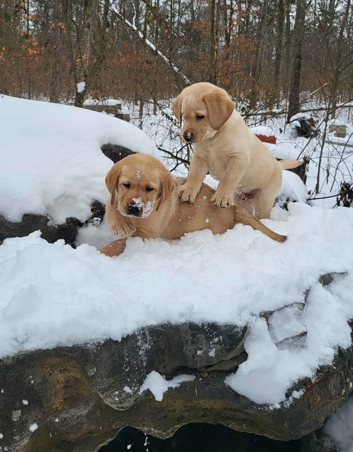 Labrador Retriever Puppies breeder image 5