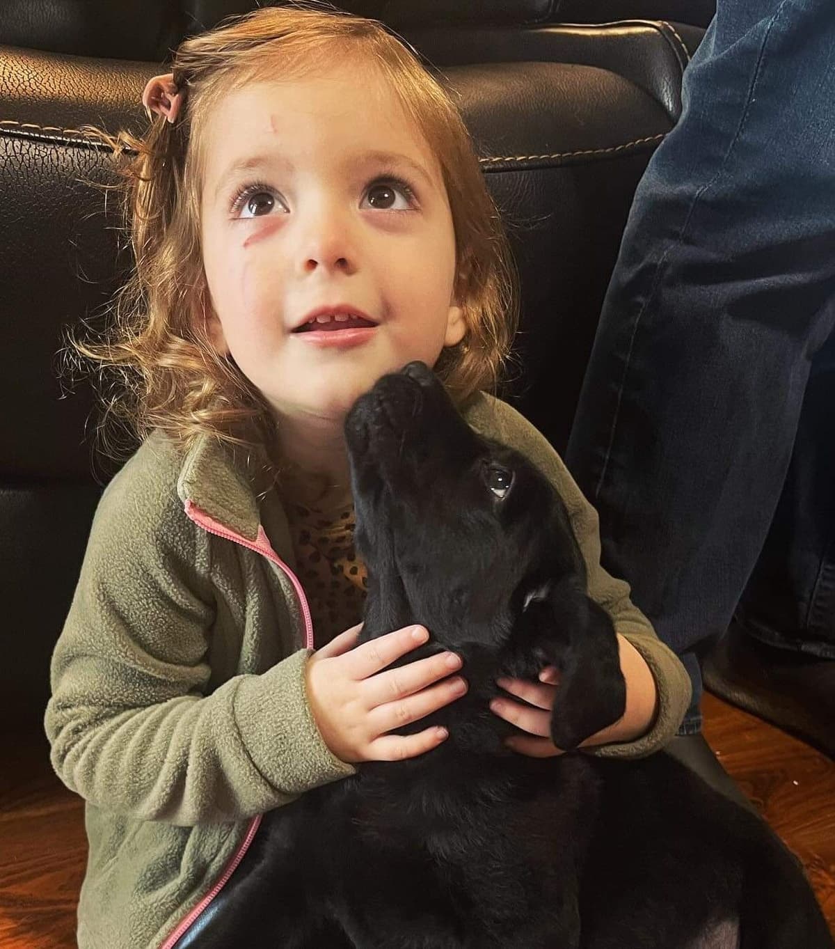 Labrador Retriever Puppies breeder image 6