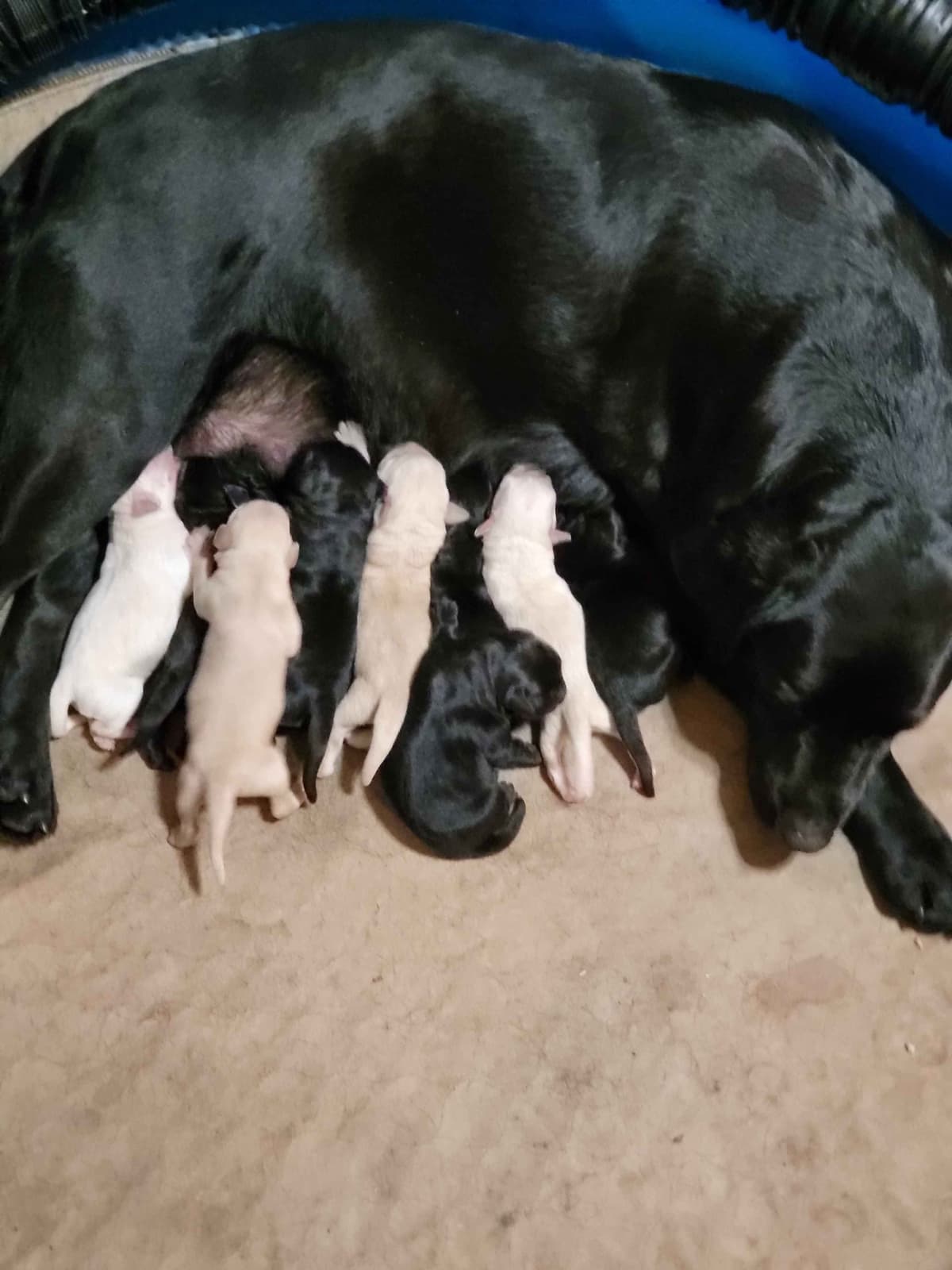 Labrador Retriever Puppies breeder image 7