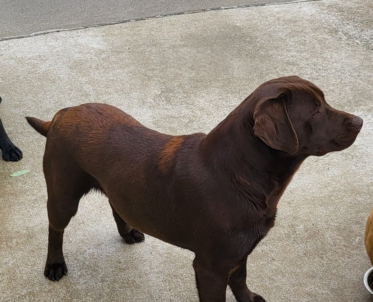 Labrador Retriever Puppies breeder image 9
