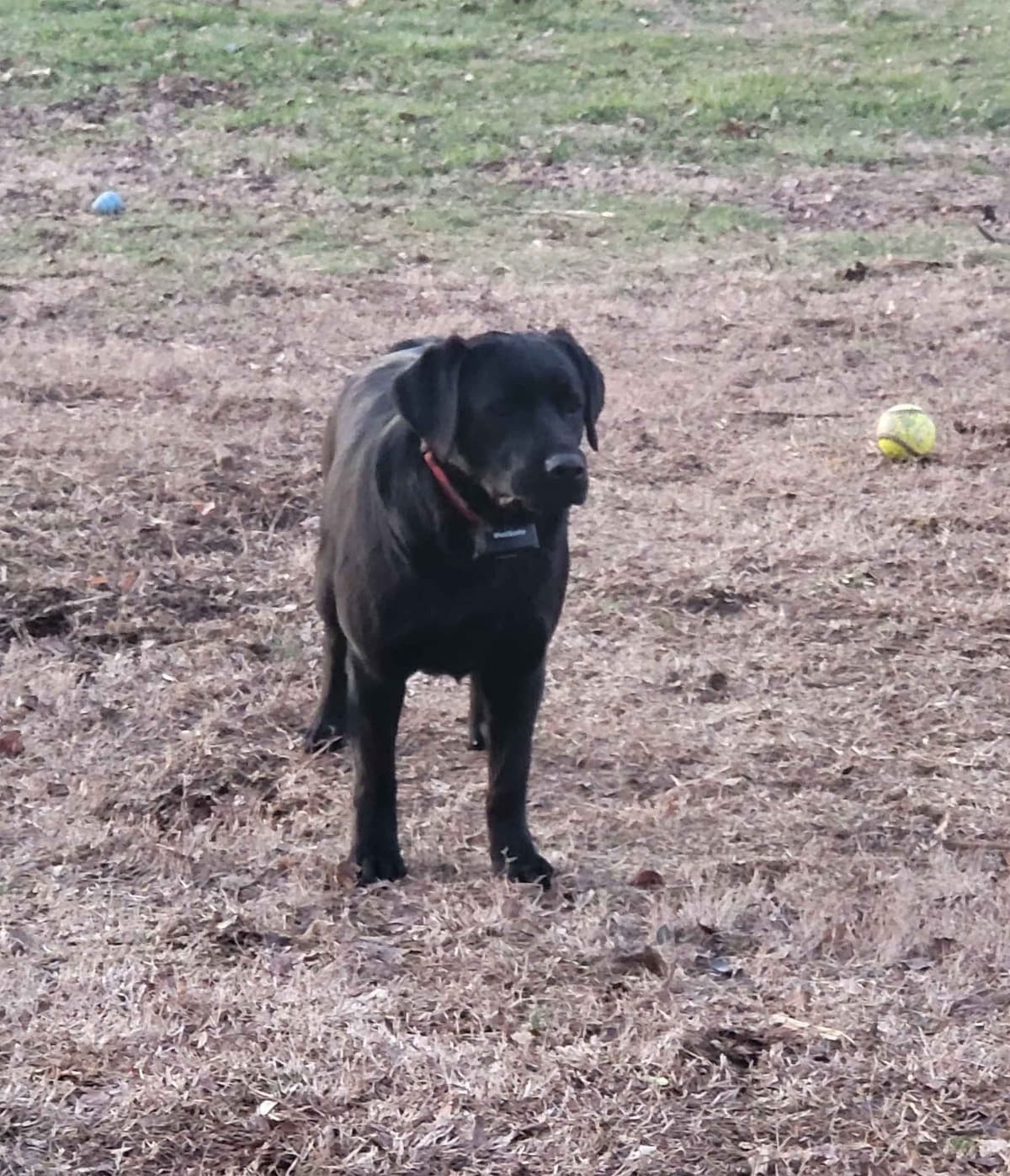 Labrador Retriever Puppies breeder image 10