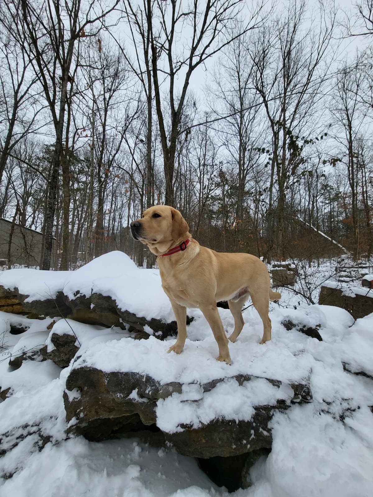 Labrador Retriever Puppies breeder image 11