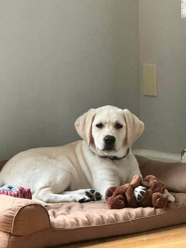 Labrador Retriever Puppies media 9