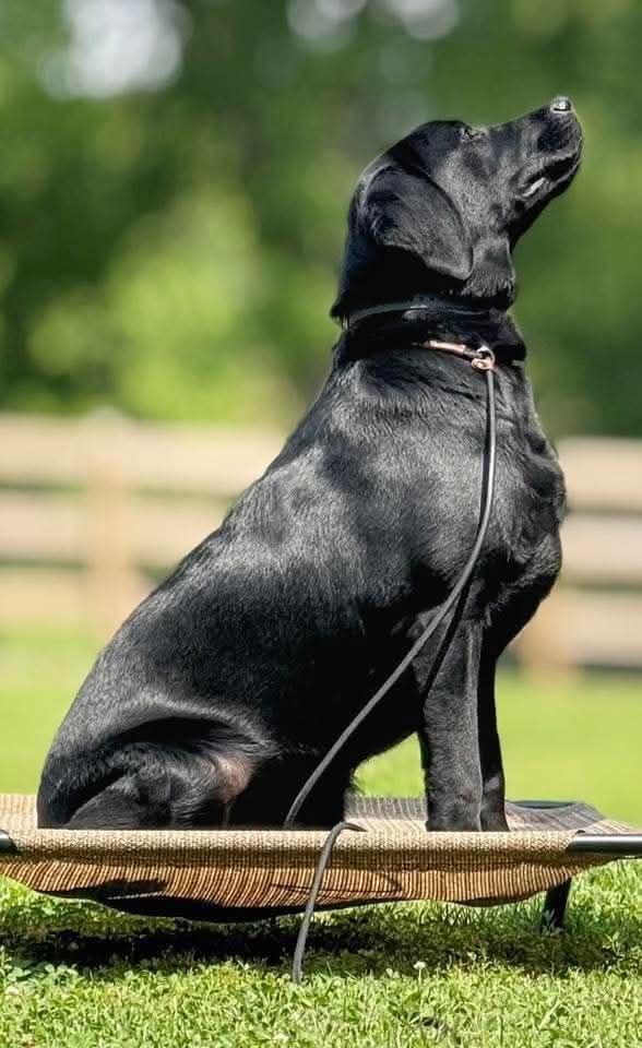 Labrador Retriever Puppies media 10