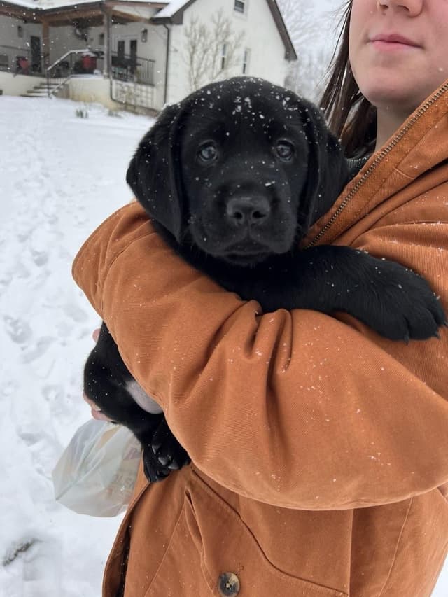 Labrador Retriever Puppies media 11