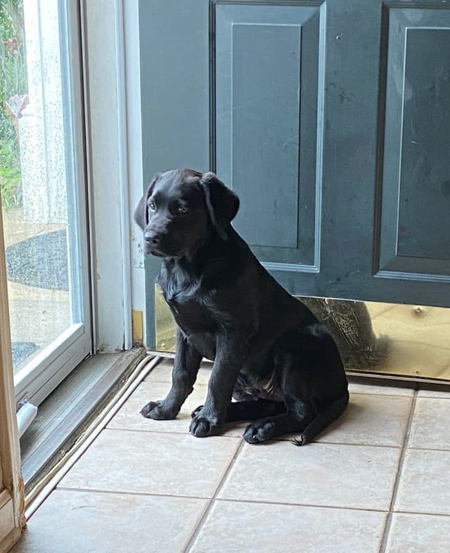 Labrador Retriever Puppies media 12