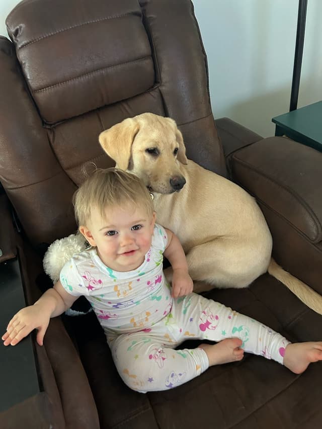 Labrador Retriever Puppies media 13