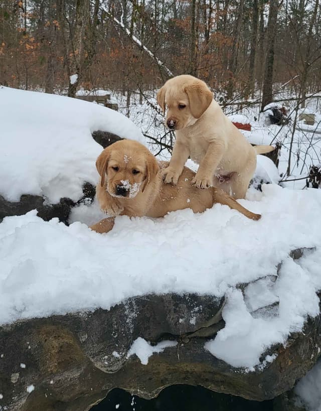 Labrador Retriever Puppies media 14