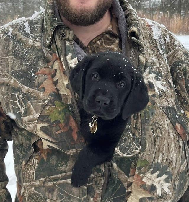 Labrador Retriever Puppies media 15