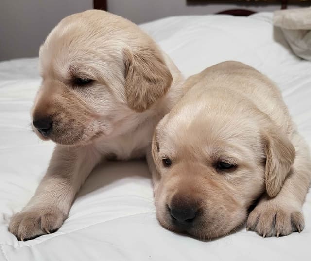 Labrador Retriever Puppies media 17