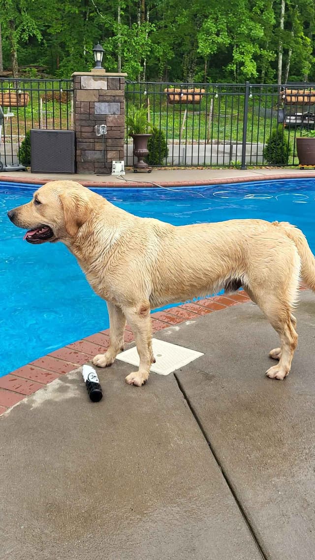 Labrador Retriever Puppies media 3