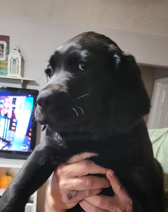 Labrador Retriever Puppies media 19