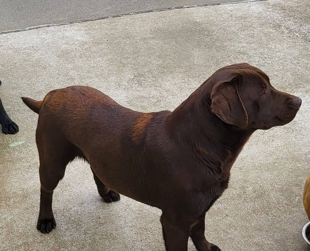 Labrador Retriever Puppies media 2