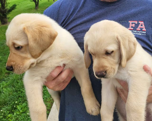 Labrador Retriever Puppies media 20