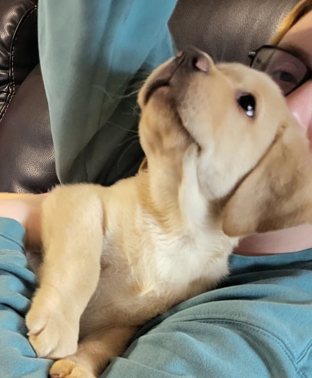 Labrador Retriever Puppies media 21