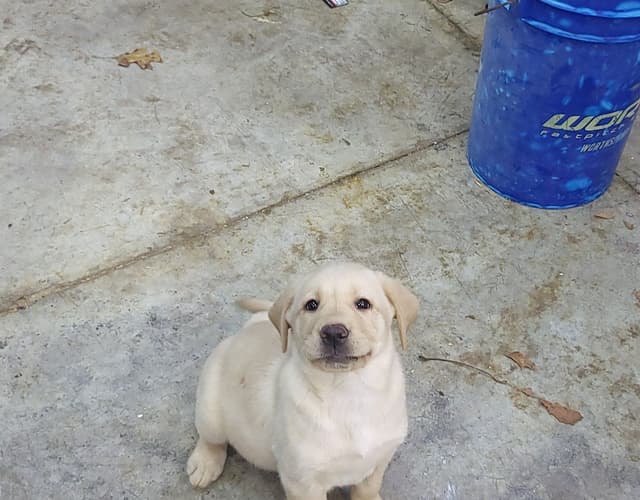 Labrador Retriever Puppies media 22