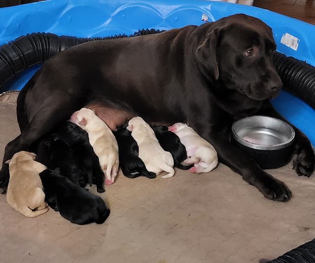Labrador Retriever Puppies media 7