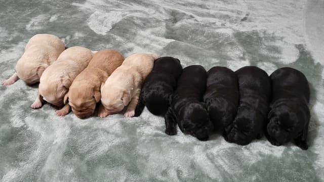 Labrador Retriever Puppies media 8