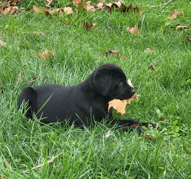 Labrador Retriever Puppies media 25