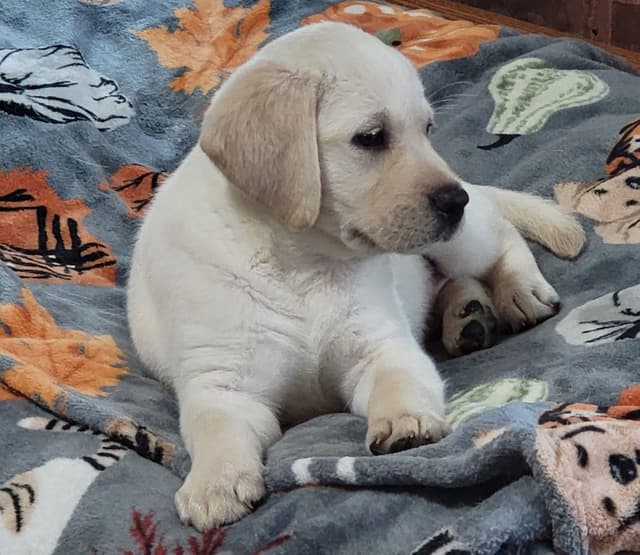 Labrador Retriever Puppies media 26