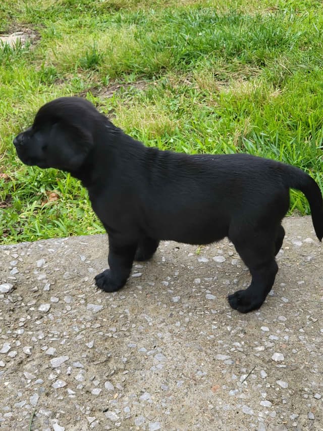 Labrador Retriever Puppies media 28
