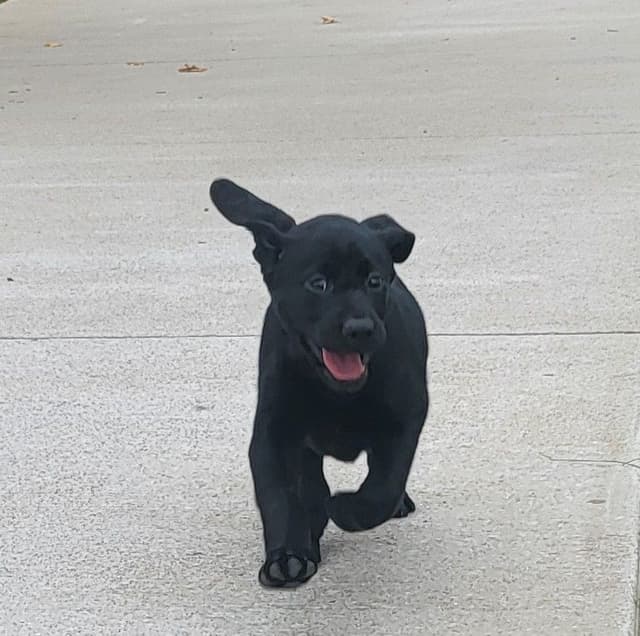 Labrador Retriever Puppies media 8