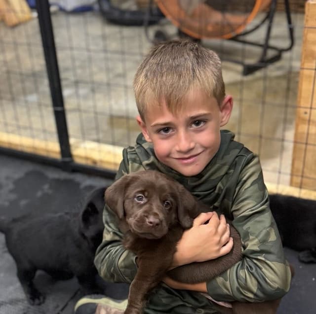 Labrador Retriever Puppies media 9