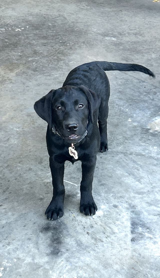 Labrador Retriever Puppies media 13
