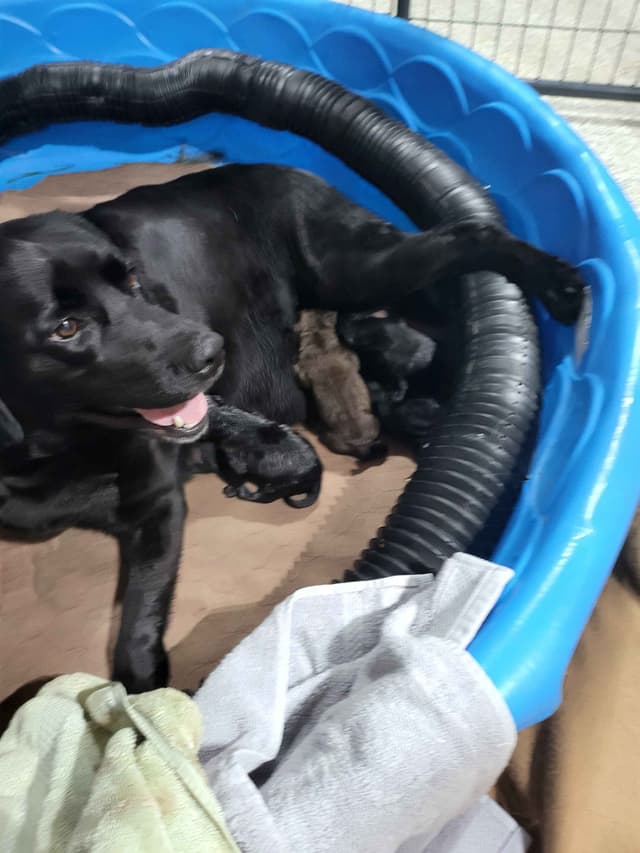 Labrador Retriever Puppies media 3