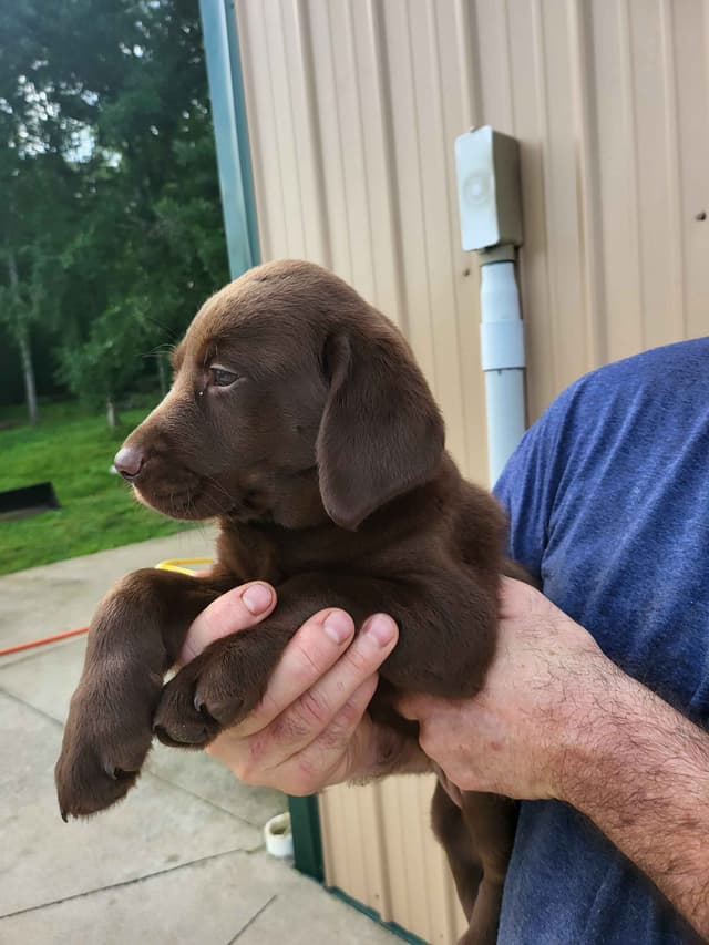 Labrador Retriever Puppies media 15