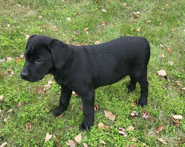 Labrador Retriever Puppies media 16