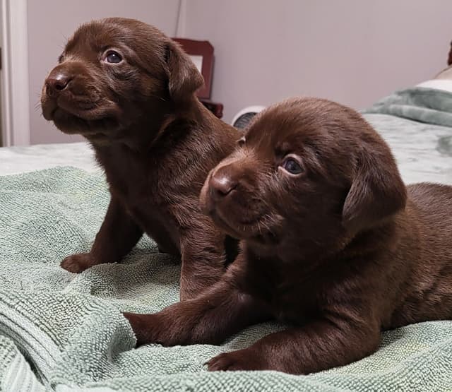 Labrador Retriever Puppies media 17