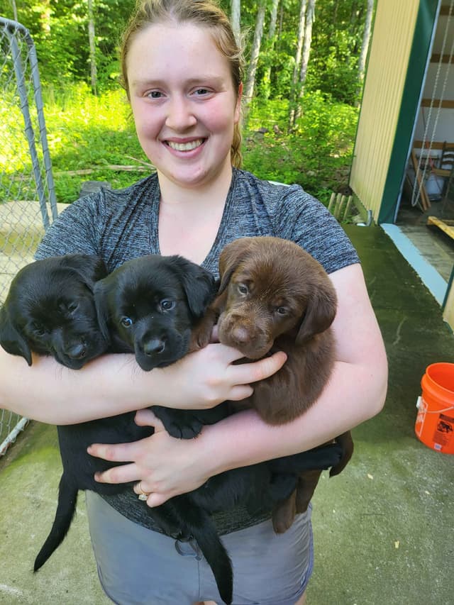 Labrador Retriever Puppies media 18