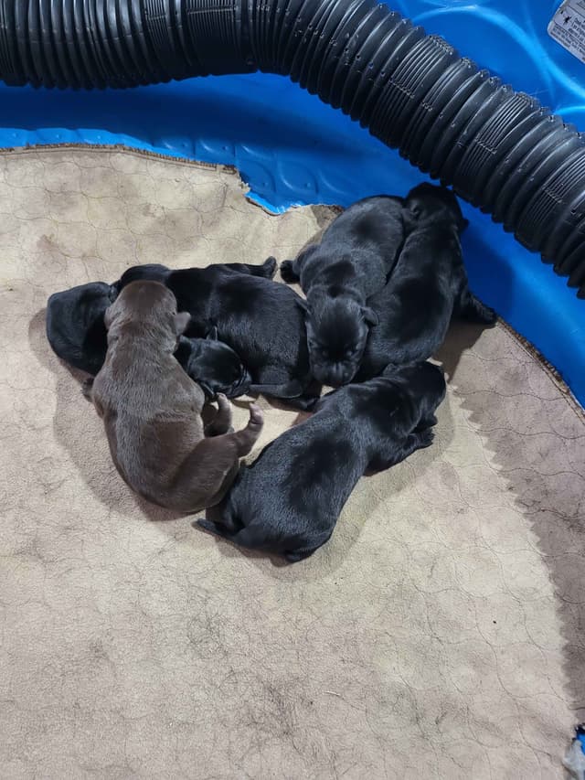 Labrador Retriever Puppies media 4
