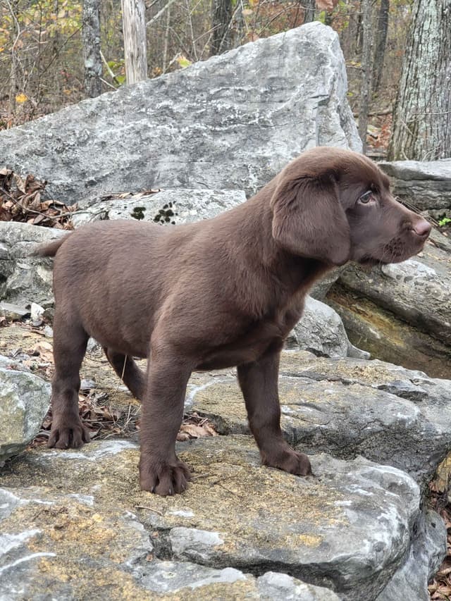 Labrador Retriever Puppies media 19
