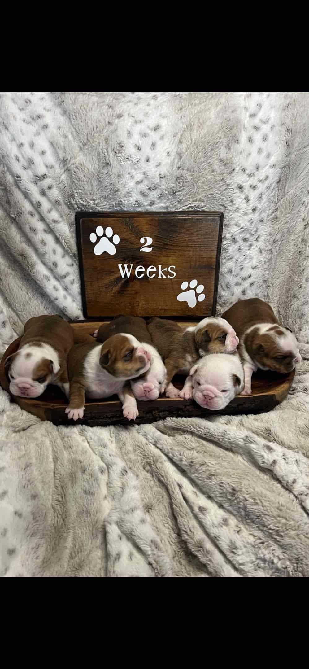 Bulldog Puppies breeder image 2