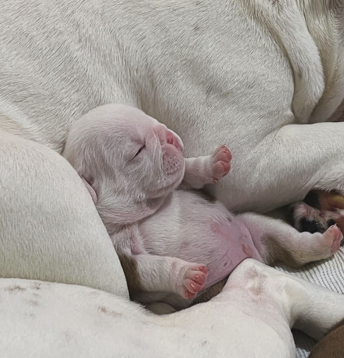Bulldog Puppies breeder image 1
