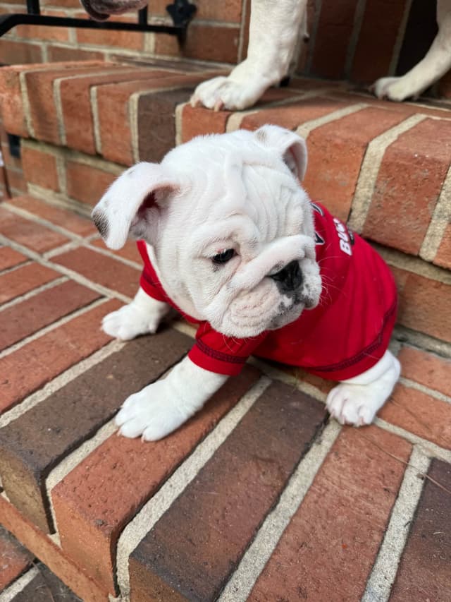 Bulldog Puppies media 2
