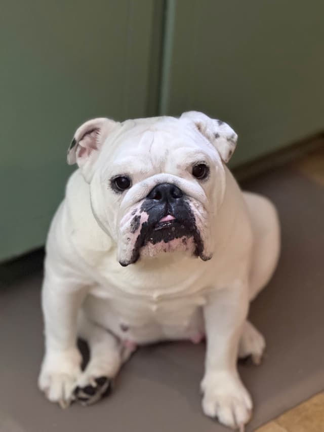 Bulldog Puppies media 4