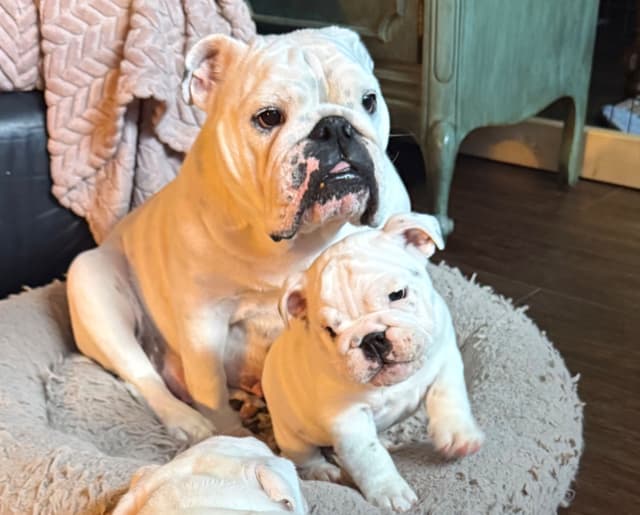 Bulldog Puppies media 3