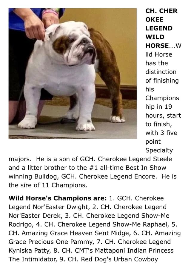 Bulldog Puppies media 5