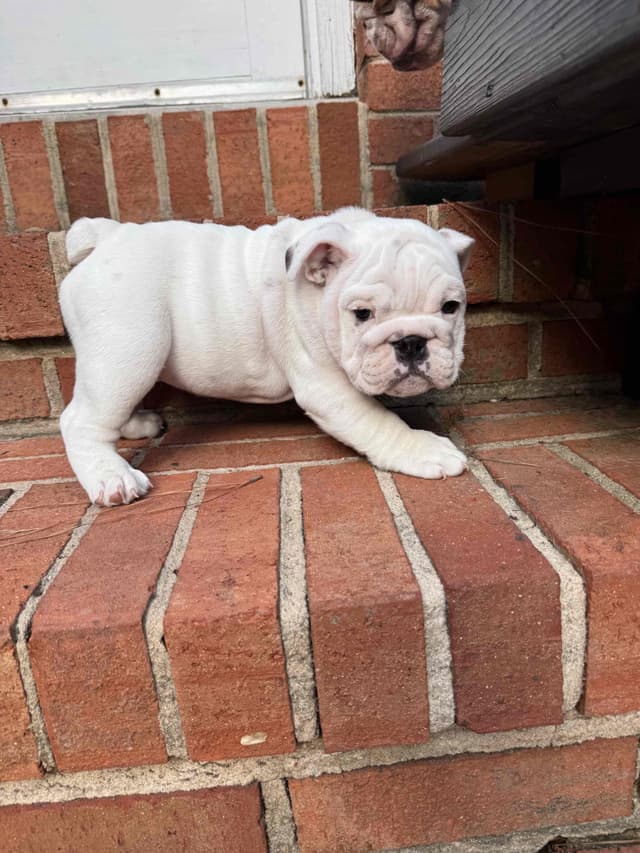 Bulldog Puppies media 6