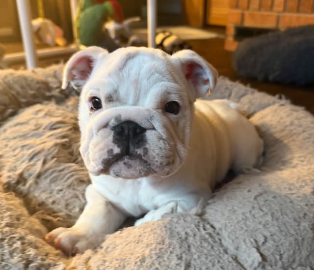 Bulldog Puppies media 8