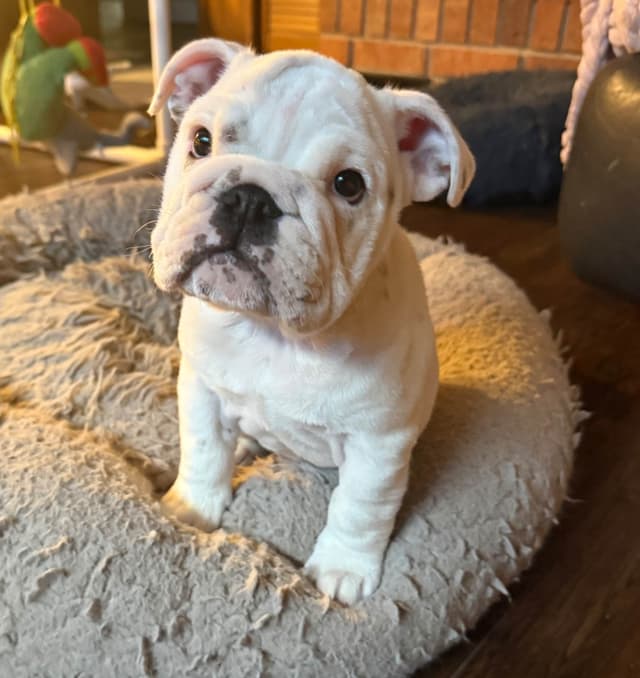 Bulldog Puppies media 7