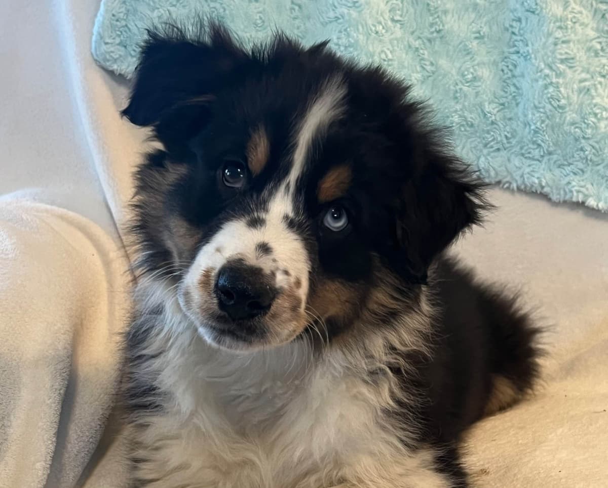Australian Shepherd Puppies breeder image 4