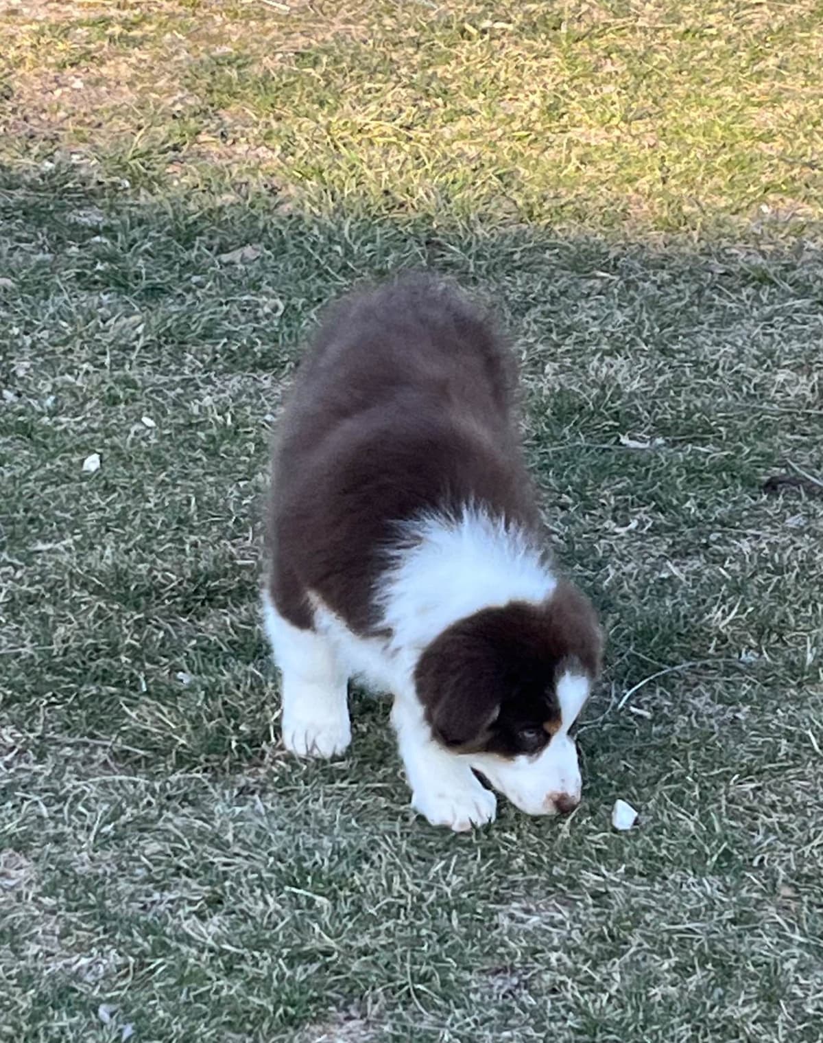 Australian Shepherd Puppies breeder image 5