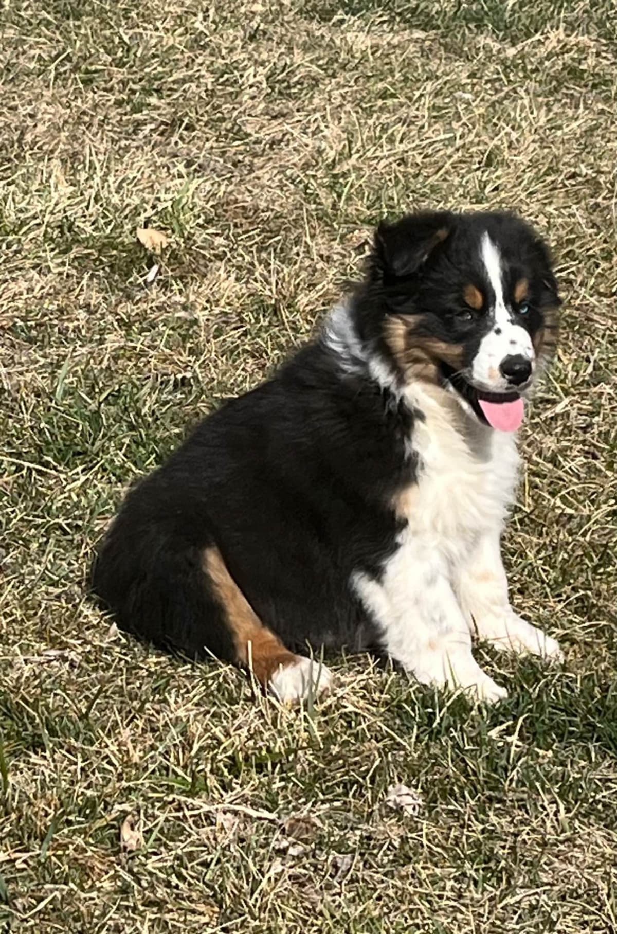 Australian Shepherd Puppies breeder image 6
