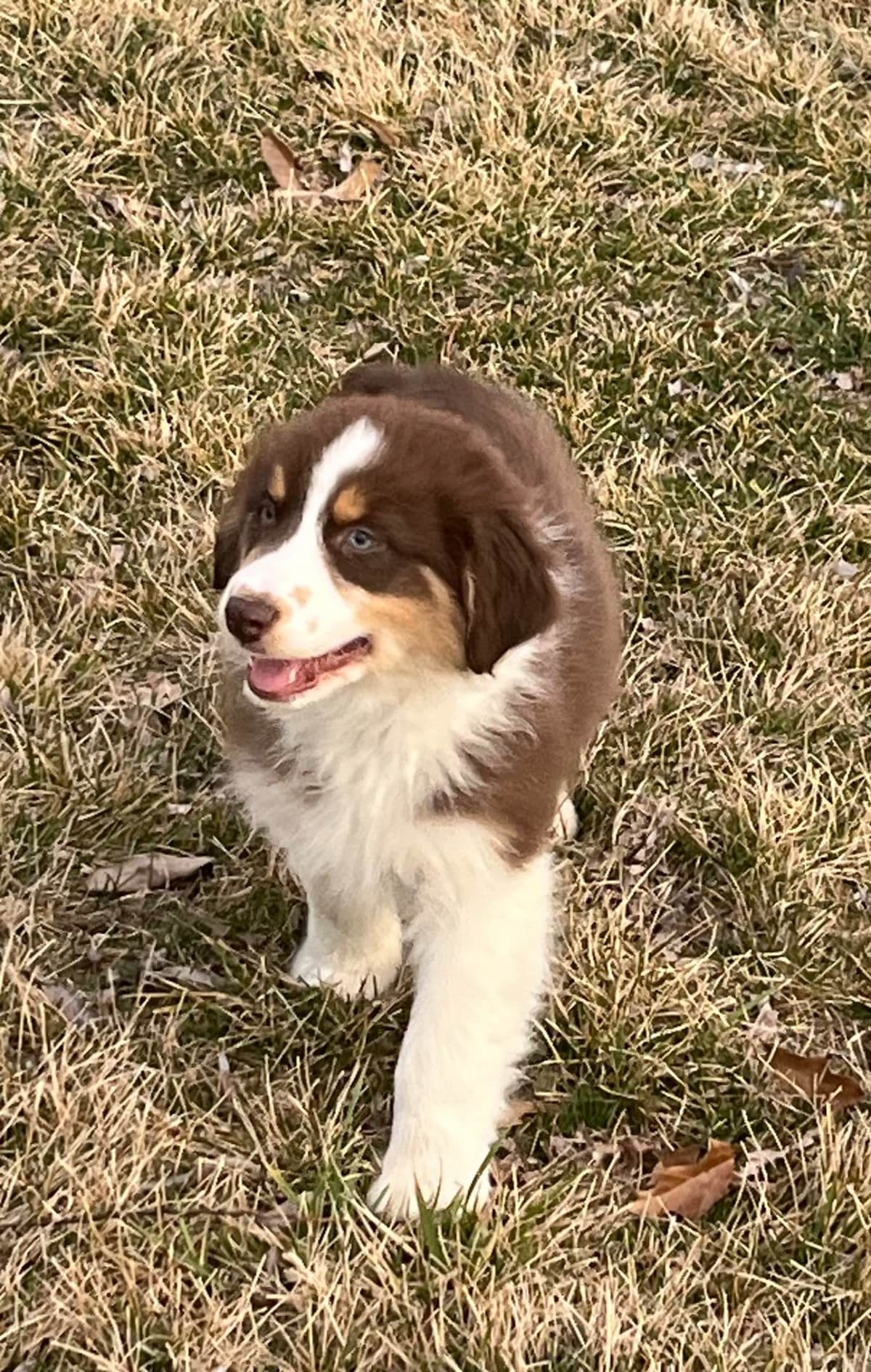 Australian Shepherd Puppies breeder image 3