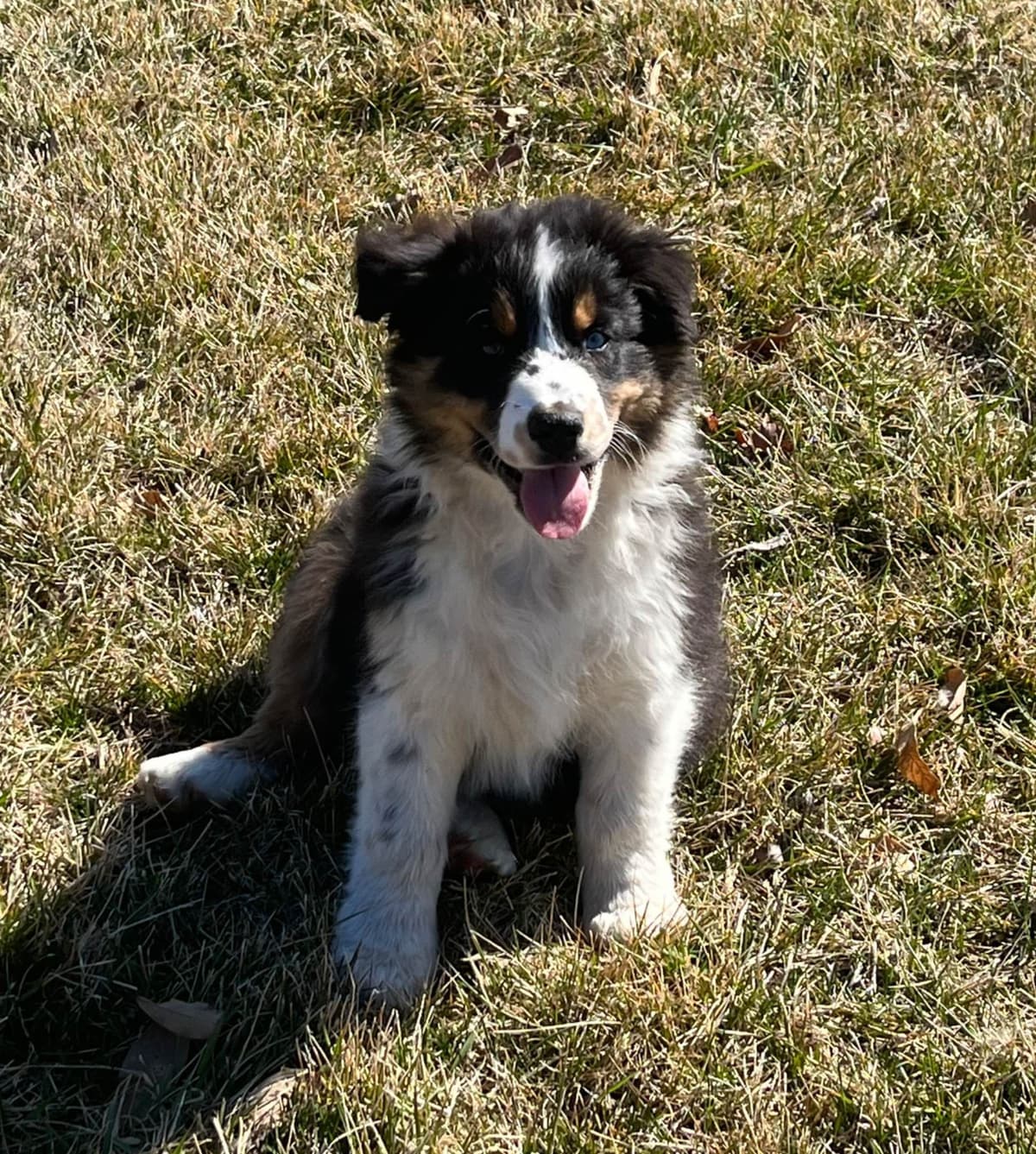 Australian Shepherd Puppies breeder image 8