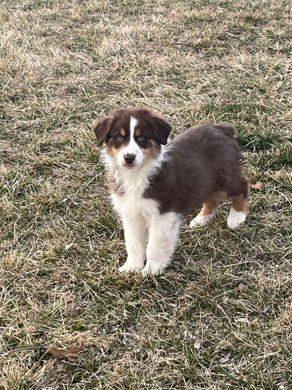 Australian Shepherd Puppies breeder image 1